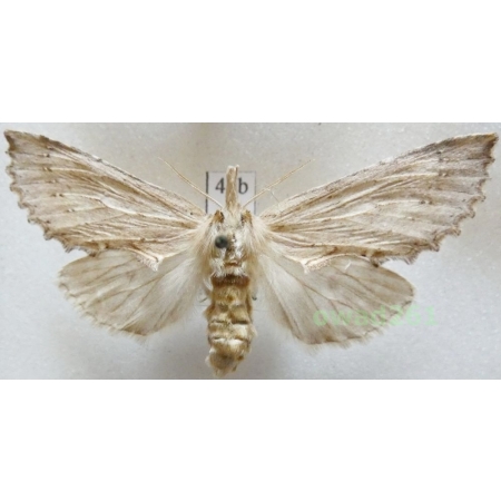 Pterostoma palpina (Clerck, 1759) female Czech43b